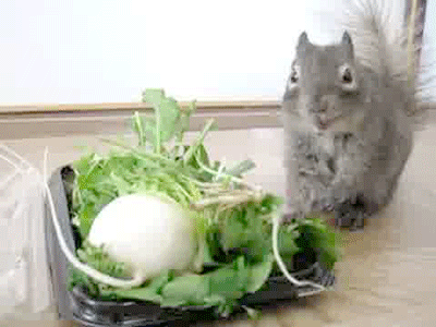Acid Gifdump, November 30, 2016 (25 gifs)