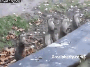 Acid Gifdump, November 30, 2016 (25 gifs)