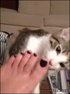 Acid Gifdump, November 30, 2016 (25 gifs)