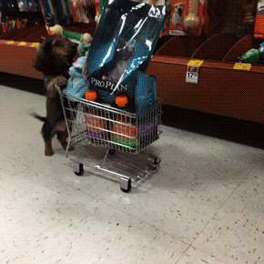 Acid Gifdump, November 30, 2016 (25 gifs)