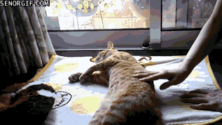Acid Gifdump, November 30, 2016 (25 gifs)