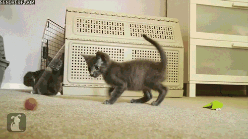 Acid Gifdump, November 30, 2016 (25 gifs)