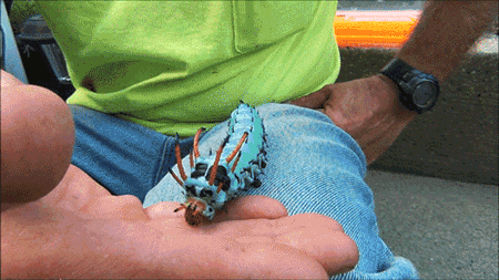Acid Gifdump, November 30, 2016 (25 gifs)