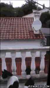 Acid Gifdump, November 30, 2016 (25 gifs)