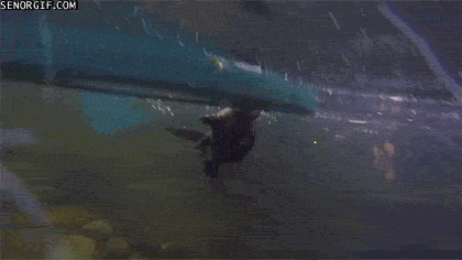 Acid Gifdump, November 30, 2016 (25 gifs)