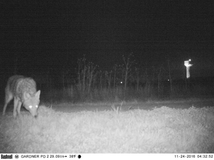 Police Capture Frightening Images After Setting Up A Camera In Kansas (8 pics)