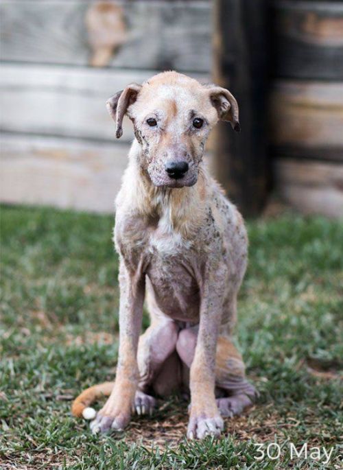 Dog Looks Drastically Different After Being Rescued (3 pics)