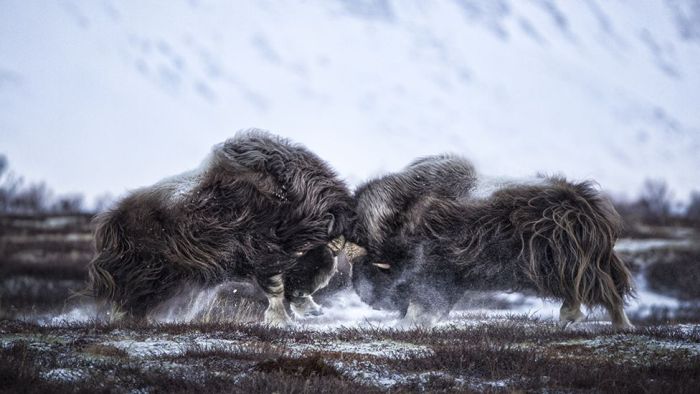 The People's Choice Awards Wildlife Photographer Of The Year Finalists (24 pics)