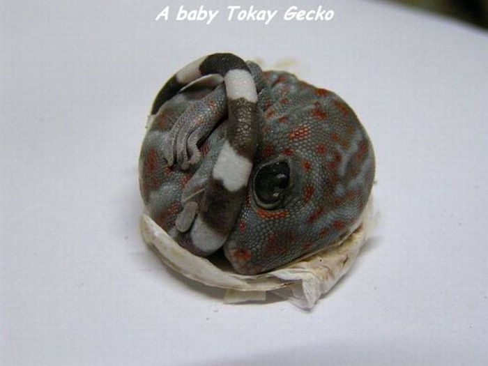 Acid Picdump (95 pics)