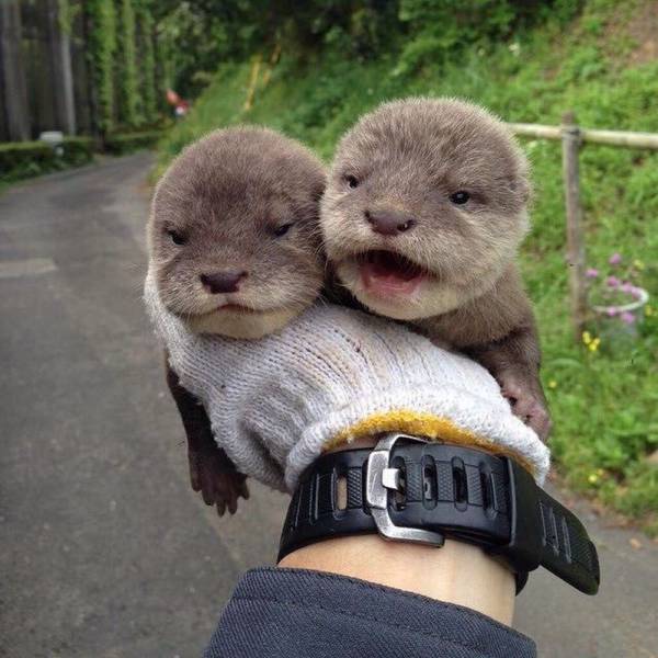 Acid Picdump (95 pics)