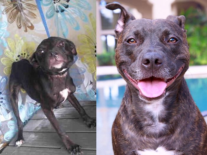 Before And After Animal Photos Show The Difference A Loving Family Makes (22 pics)