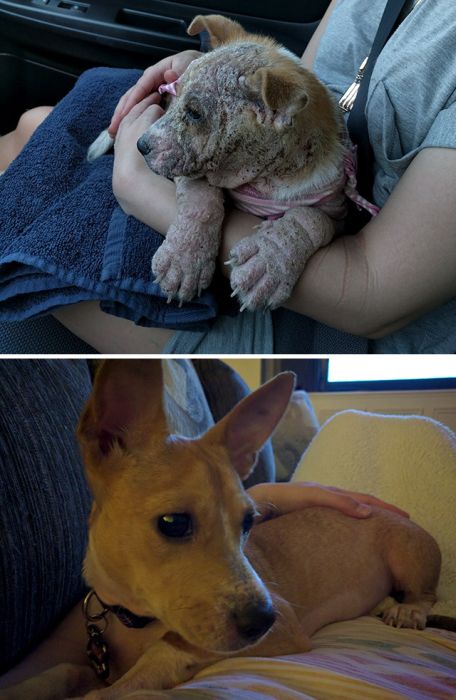 Before And After Animal Photos Show The Difference A Loving Family Makes (22 pics)