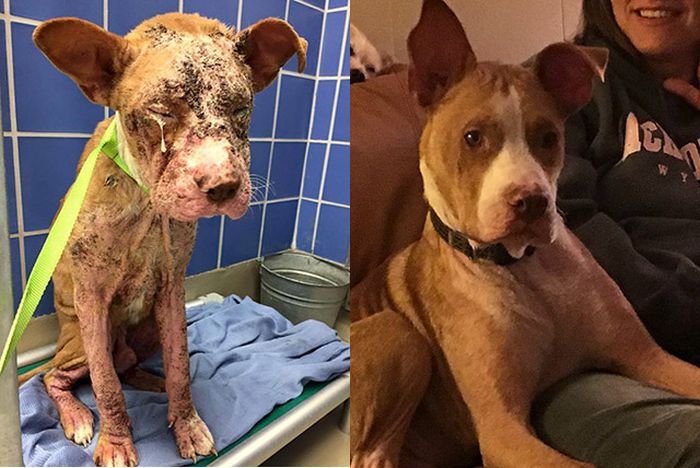 Before And After Animal Photos Show The Difference A Loving Family Makes (22 pics)