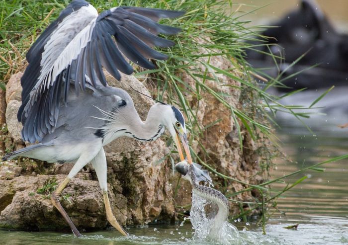 Heron Wrestles Lunch Away From A Snake (9 pics)