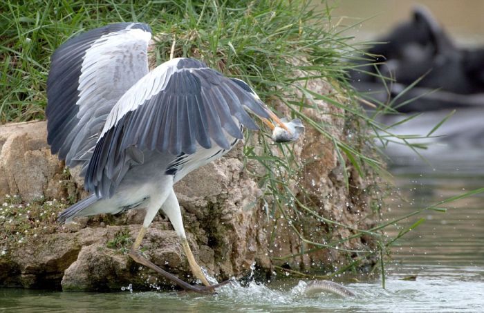 Heron Wrestles Lunch Away From A Snake (9 pics)