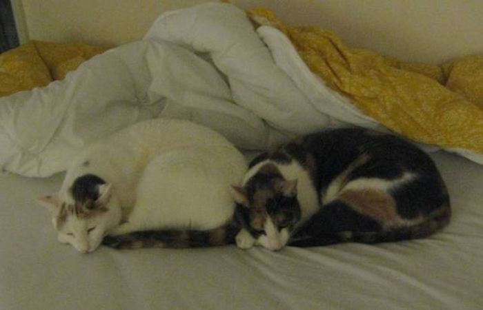 These Two Cute Cats Are Perfectly Synchronized (13 pics)