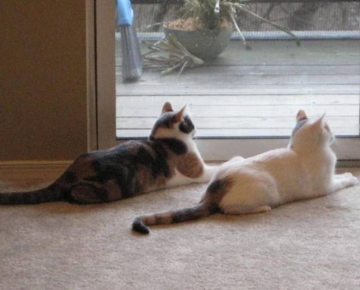 These Two Cute Cats Are Perfectly Synchronized (13 pics)