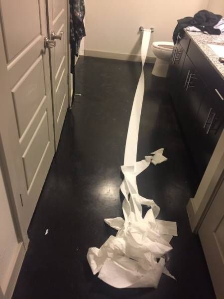 Dog Tries To Clean Up His Mess After Peeing On The Floor (9 pics)