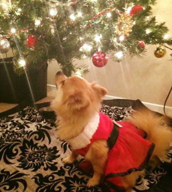 Funny Pictures Of Dogs Getting Into The Holiday Spirit (20 pics)