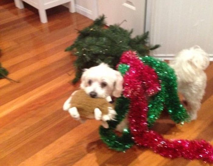 Funny Pictures Of Dogs Getting Into The Holiday Spirit (20 pics)