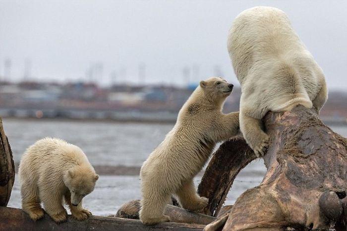 Polar Bears Find The Remains Of A Dead Whale In Alaska (6 pics)