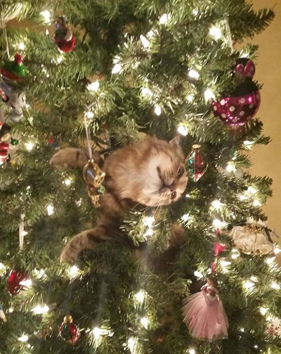 Cats Seem To Love Christmas Tress (22 pics)