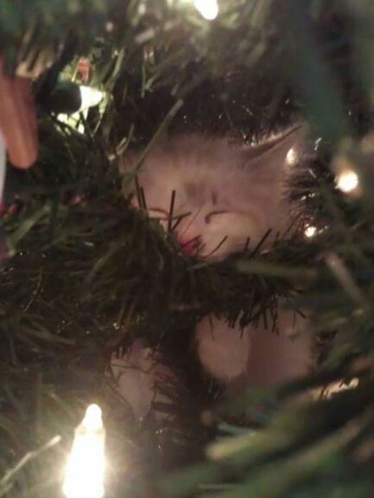 Cats Seem To Love Christmas Tress (22 pics)
