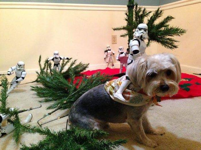 Stormtroopers Set Up The Tree For Christmas (10 pics)