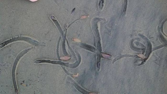 Unusual Creatures Wash Up On The Beach In California (8 pics)