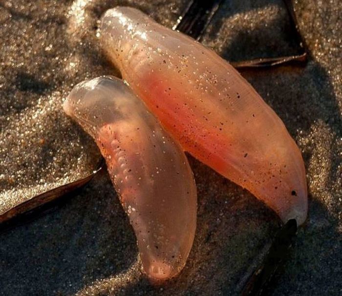 Unusual Creatures Wash Up On The Beach In California (8 pics)