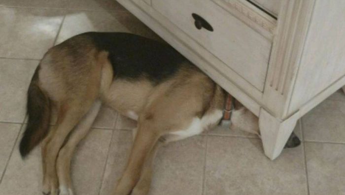 Dog Doesn't Fit In Its Favorite Hiding Spot Anymore (3 pics)