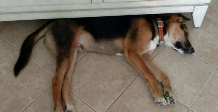 Dog Doesn't Fit In Its Favorite Hiding Spot Anymore (3 pics)
