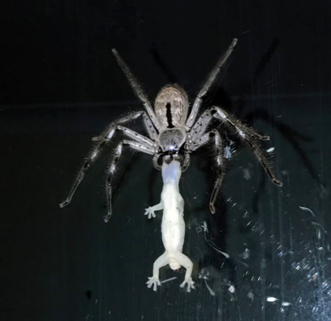 Big Spider Hunts Down A Gecko (2 pics)