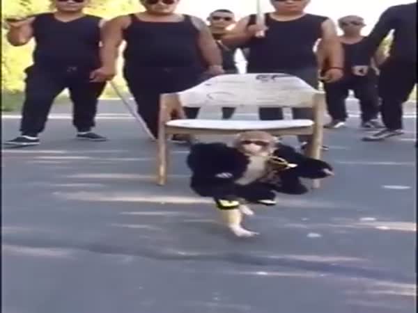 Hilarious Little Monkey Is The Biggest Pimp Youll See Today