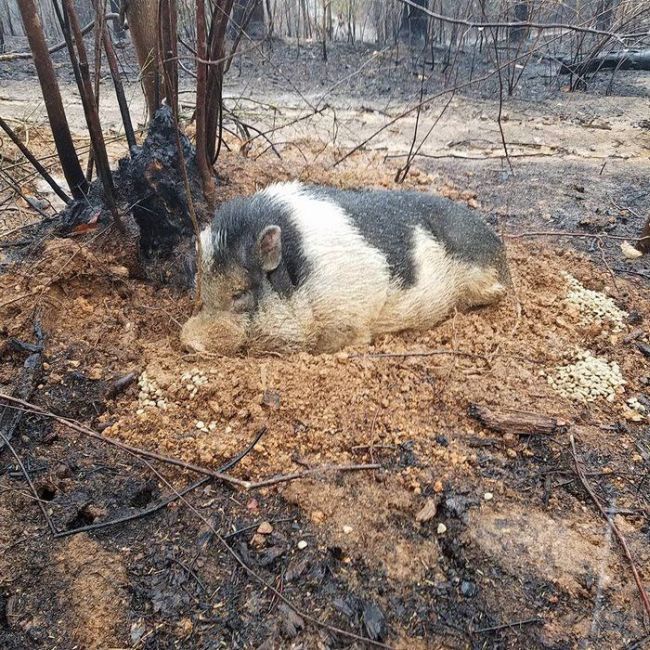 Family Reunites With Pet Pig After Their Home Is Destroyed By Wildfire (7 pics)