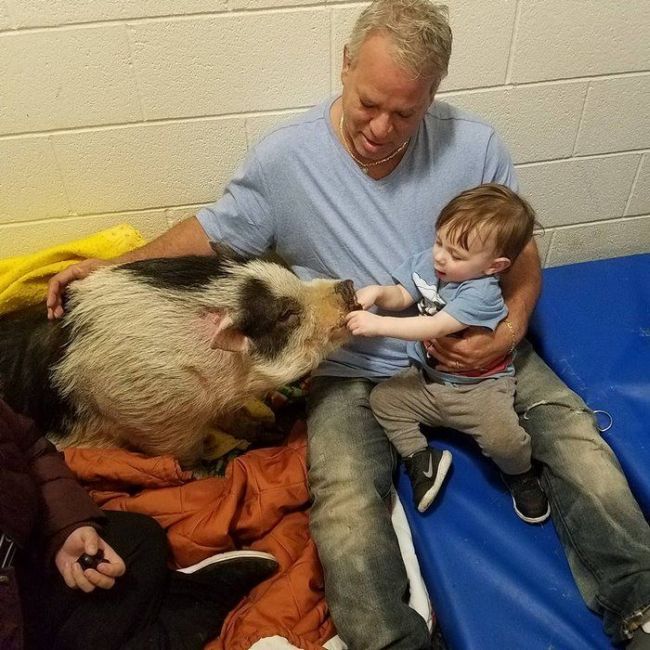 Family Reunites With Pet Pig After Their Home Is Destroyed By Wildfire (7 pics)
