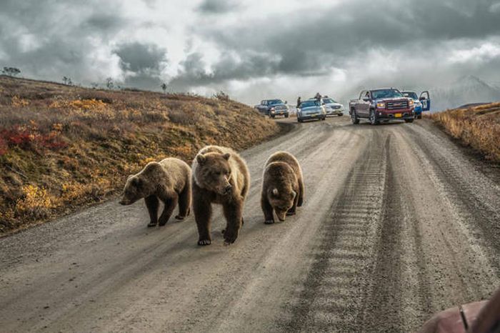 The Best National Geographic Photos Of 2016 (43 pics)