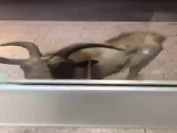 Goat Goes Bonkers Trying To Get Into Store