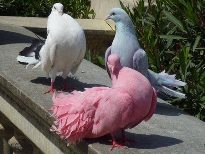 Acid Picdump (119 pics)