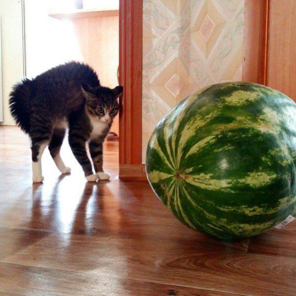 Acid Picdump (119 pics)