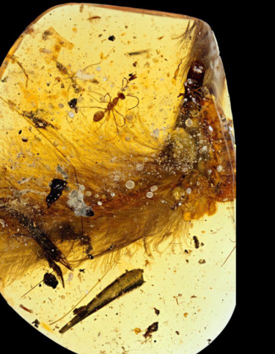 Preserved Feathered Dinosaur Tail Discovered By Paleontologists (6 pics)