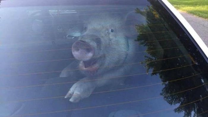 Things That Were Only Ever Meant To Happen In Canada (47 pics)