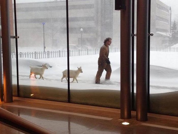 Things That Were Only Ever Meant To Happen In Canada (47 pics)
