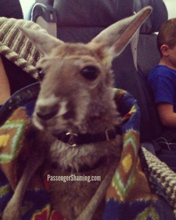 Shameless Passengers Who Made Flights Unbearable For Everyone Else (24 pics)