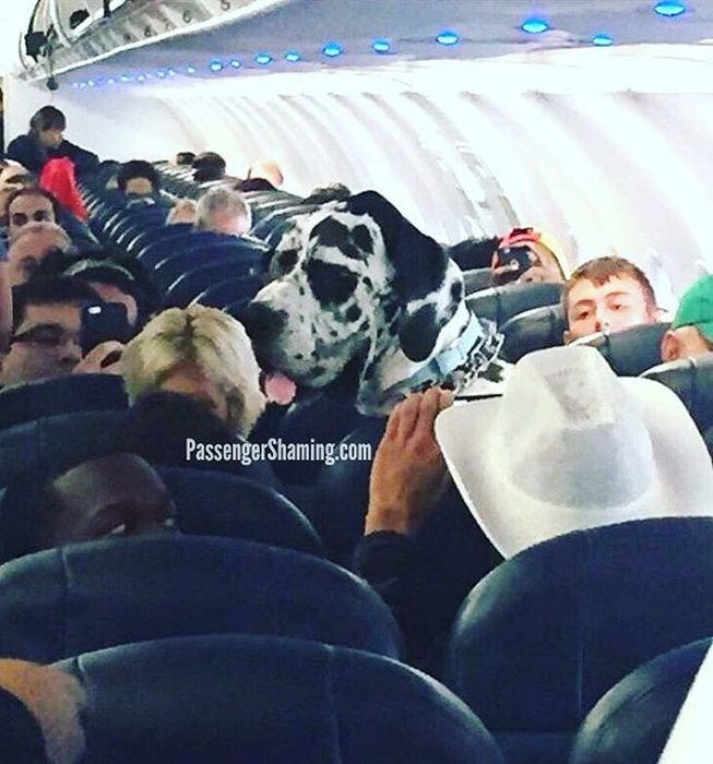 Shameless Passengers Who Made Flights Unbearable For Everyone Else (24 pics)