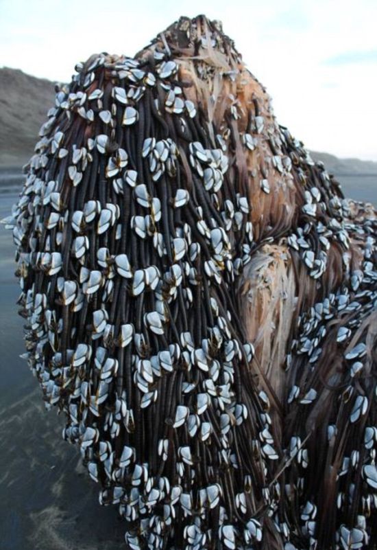 Barnacle Covered Shaggy Object Washes Up On A New Zealand Beach (3 pics)