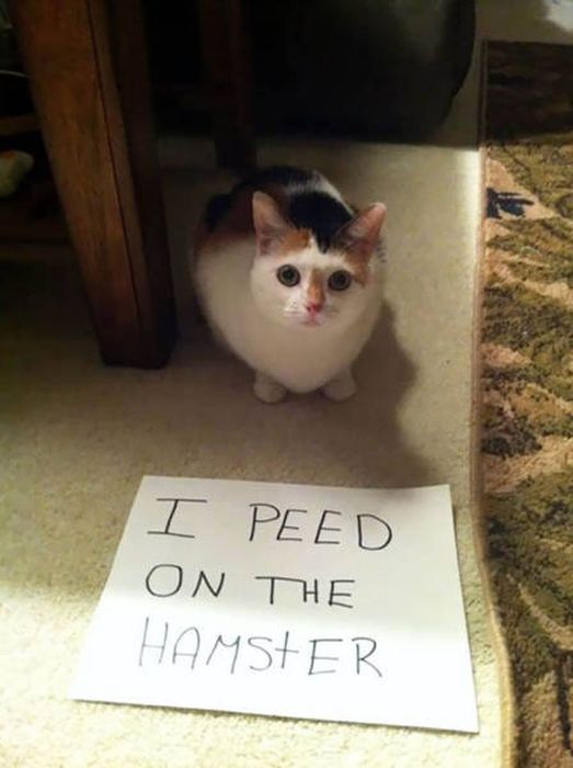 The Ultimate Collection Of Hilarious Pet Shaming Photos (26 pics)