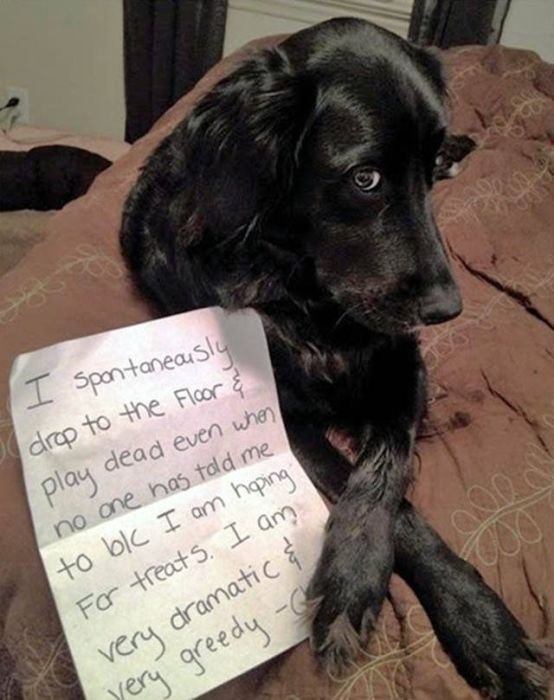 The Ultimate Collection Of Hilarious Pet Shaming Photos (26 pics)