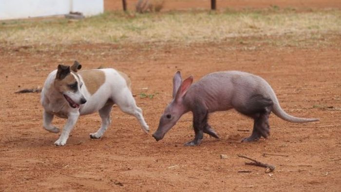 Orphaned Baby Aardvark Gets A New Home (14 pics)