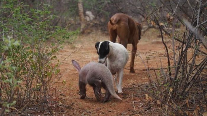 Orphaned Baby Aardvark Gets A New Home (14 pics)